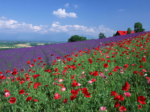 42574 (a): :1600x1200
